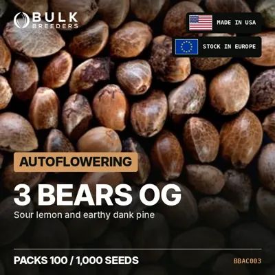 3 Bears OG semillas de cannabis autoflorecientes a granel