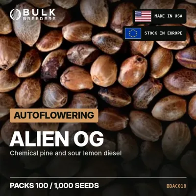 Alien OG semillas de cannabis autoflorecientes a granel