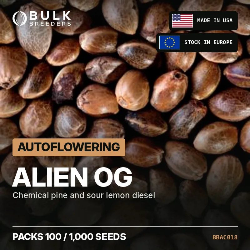 Semillas autoflorecientes de cannabis Alien OG, pack a granel