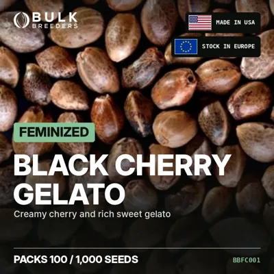 Black Cherry Gelato semillas de cannabis feminizadas a granel