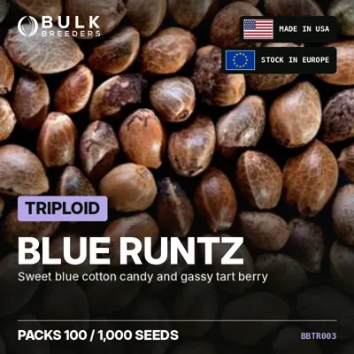 Blue Runtz semillas de cannabis triploides a granel