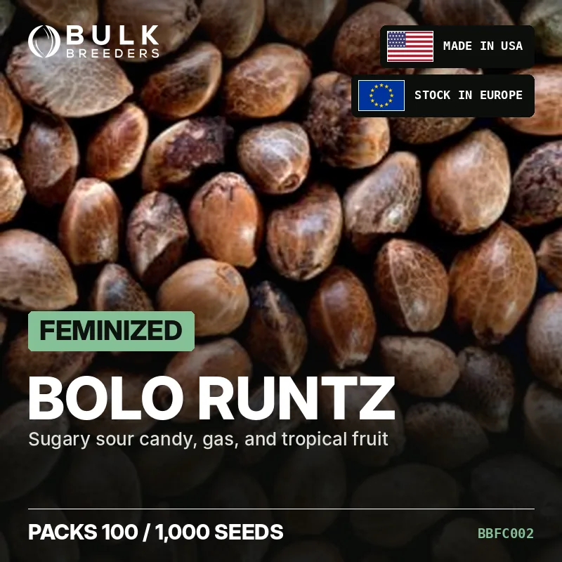 Bolo Runtz feminisierte Cannabis Samen, Bulk-Pack