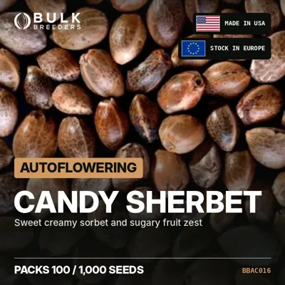 Candy Sherbet semillas de cannabis autoflorecientes a granel