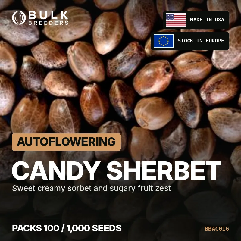 Semillas autoflorecientes de cannabis Candy Sherbet, pack a granel