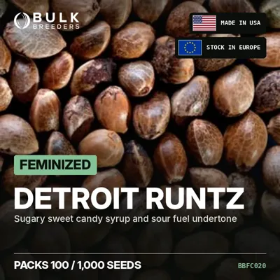 Detroit Runtz semillas de cannabis feminizadas a granel