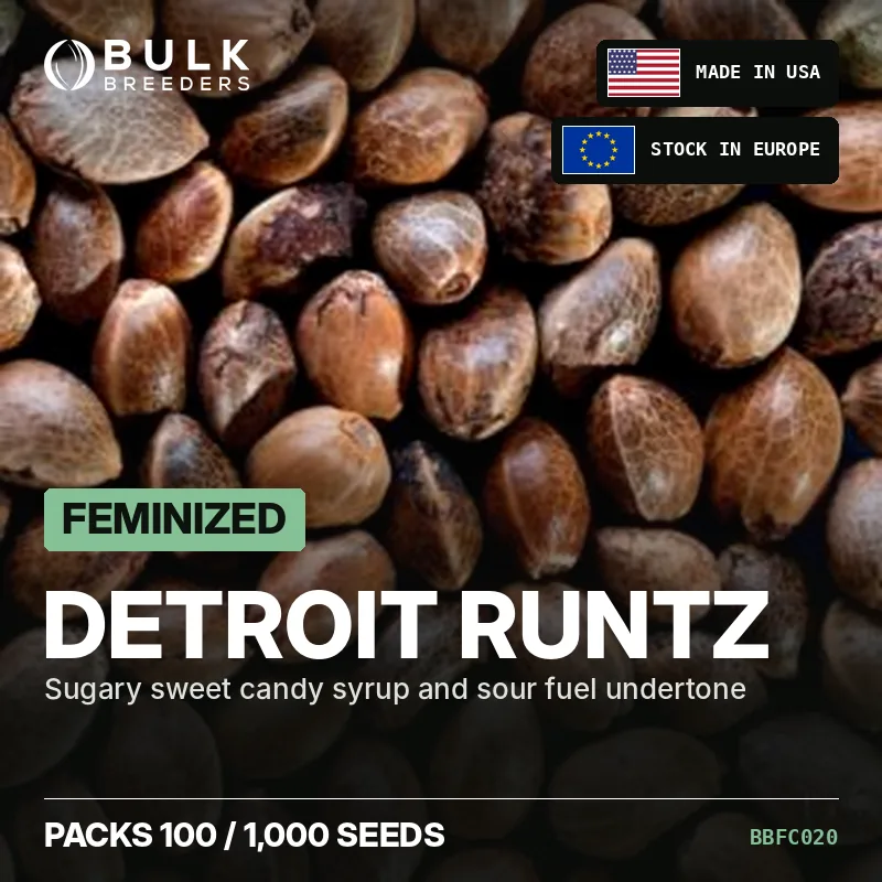 Detroit Runtz feminisierte Cannabis Samen, Großhandelspack