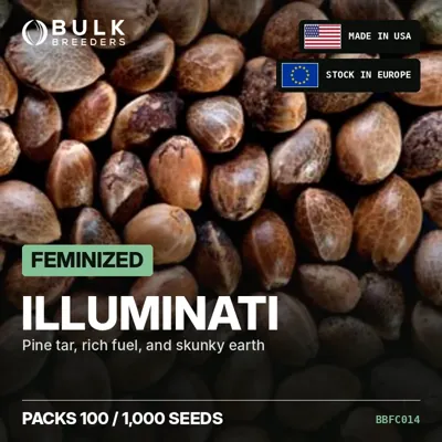 Illuminati semillas de cannabis feminizadas a granel