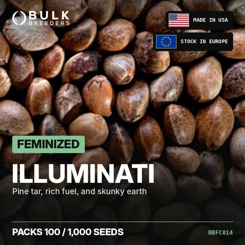 Semillas de cannabis feminizadas Illuminati, pack a granel