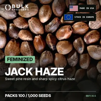 Jack Haze semillas de cannabis feminizadas a granel