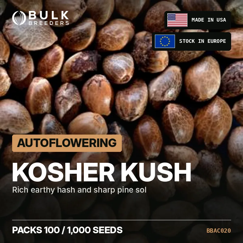 Semillas de cannabis autoflorecientes Kosher Kush, pack a granel