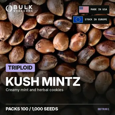 Kush Mintz triploid cannabis seeds in bulk