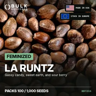 LA Runtz semillas de cannabis feminizadas a granel