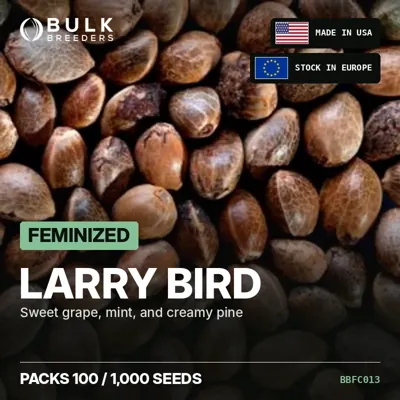 Larry Bird semillas de cannabis feminizadas a granel