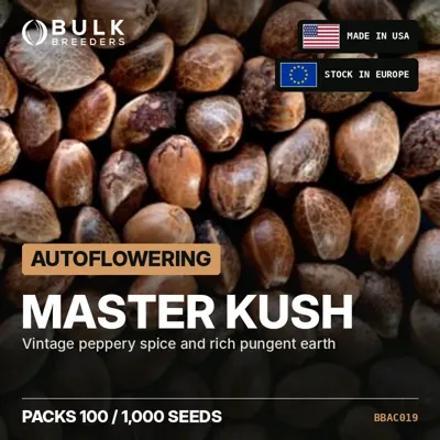 Master Kush semillas de cannabis autoflorecientes a granel