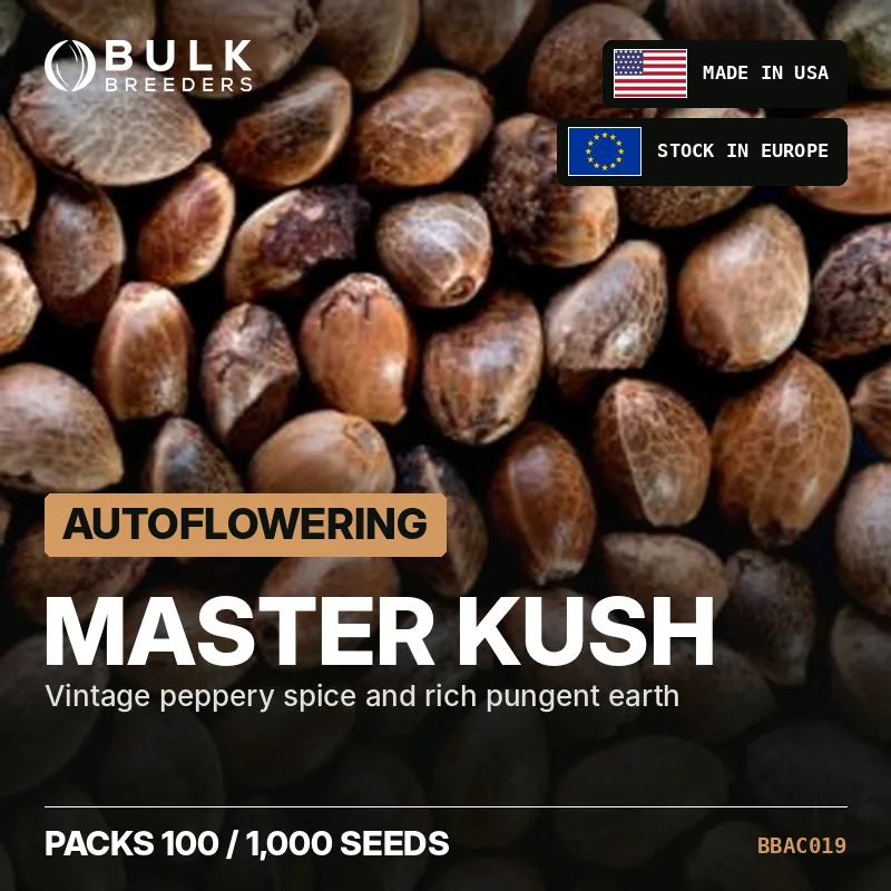 Semillas de cannabis autoflorecientes Master Kush, pack a granel