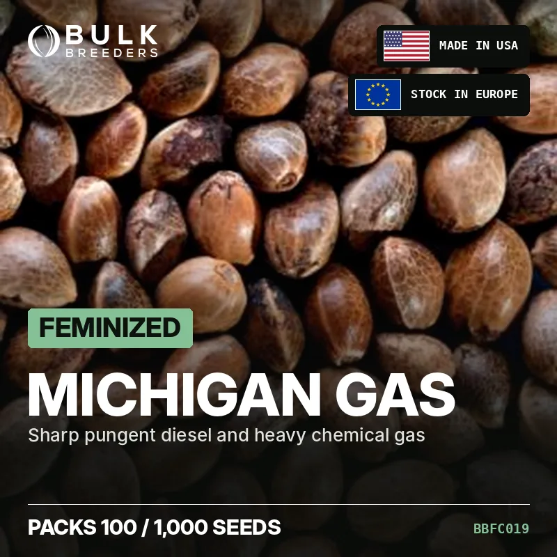 Semillas de cannabis feminizadas Michigan Gas, pack a granel