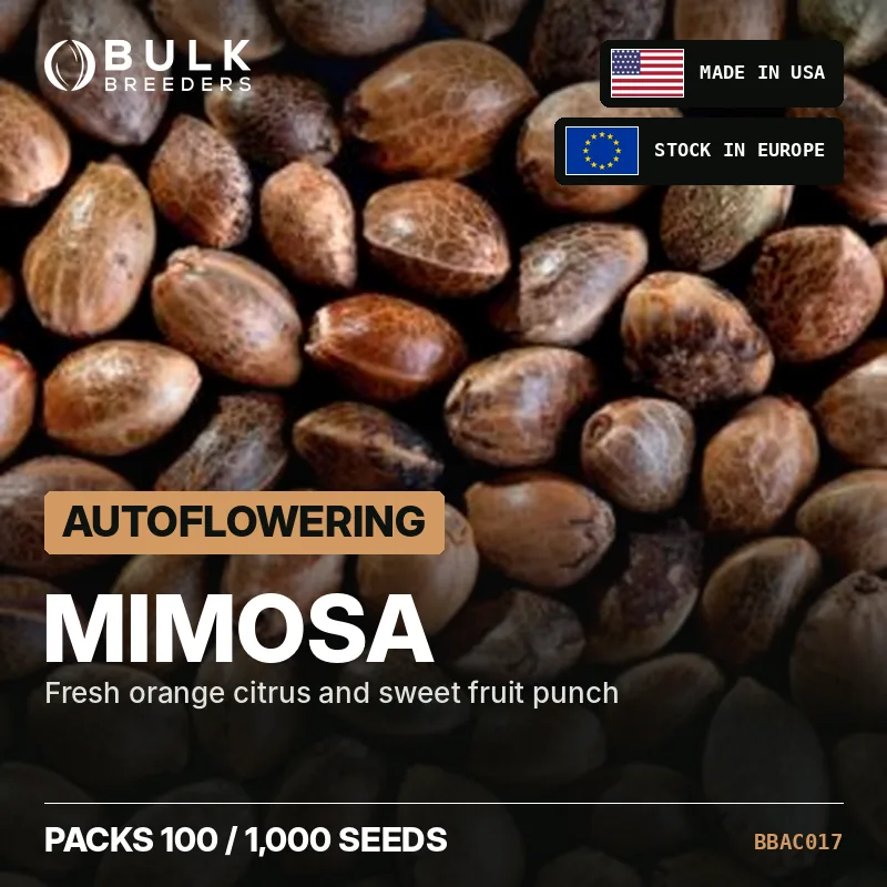 Semillas de cannabis autoflorecientes Mimosa, pack a granel