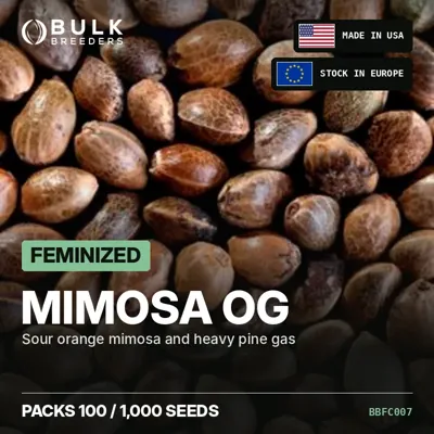 Mimosa OG semillas de cannabis feminizadas a granel