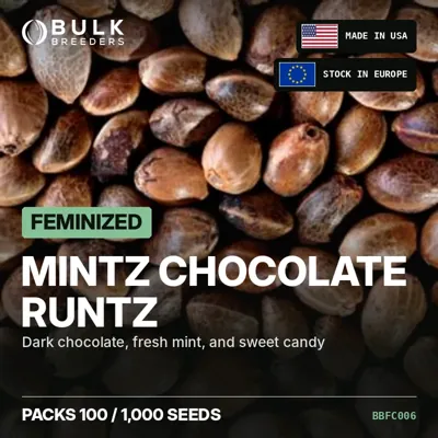 Mintz Chocolate Runtz semillas de cannabis feminizadas a granel