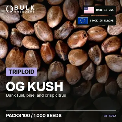 OG Kush semillas de cannabis triploides a granel
