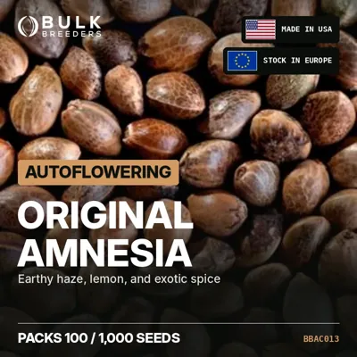 Original Amnesia autoflowering cannabis seeds in bulk
