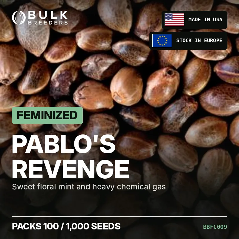 Feminisierte Cannabis Samen Pablo's Revenge, Bulk-Pack