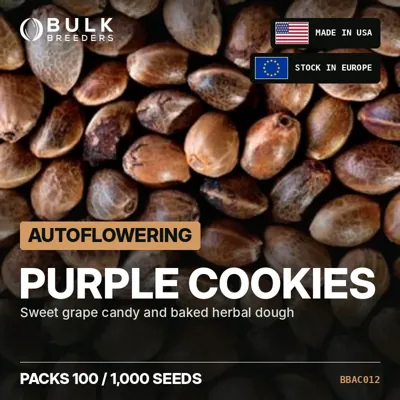 Purple Cookies semillas de cannabis autoflorecientes a granel