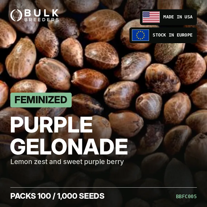 Semillas de cannabis feminizadas Purple Gelonade, pack a granel