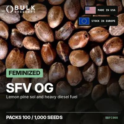 SFV OG semillas de cannabis feminizadas a granel