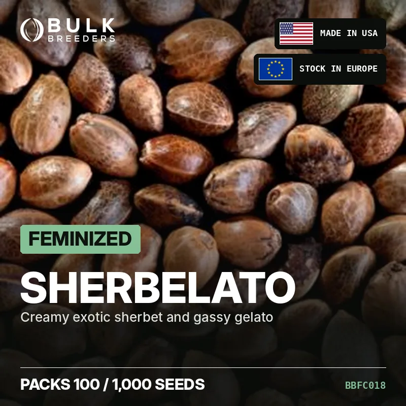 Feminisierte Cannabis Samen Sherbelato, Bulk-Pack