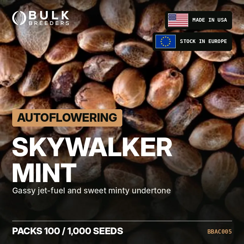 Semillas de cannabis autoflorecientes Skywalker Mint, pack a granel