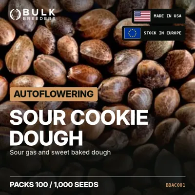 Sour Cookie Dough semillas de cannabis autoflorecientes a granel
