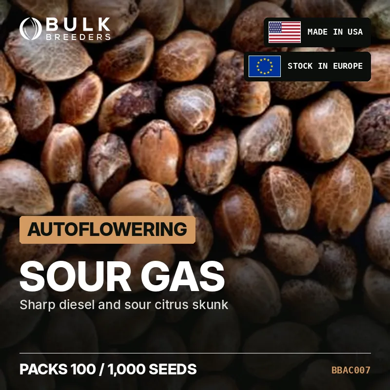 Semillas de cannabis autoflorecientes Sour Gas, pack a granel