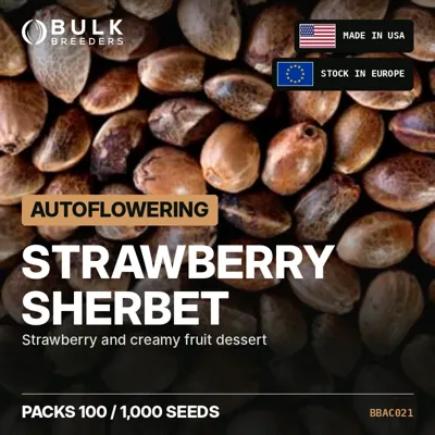 Strawberry Sherbet semillas de cannabis autoflorecientes a granel