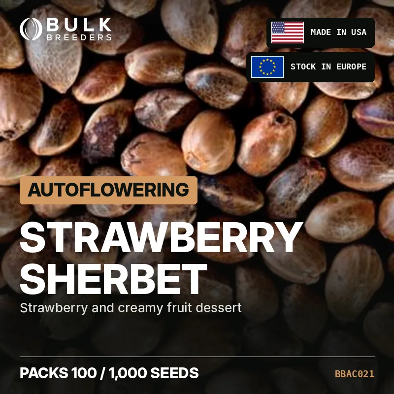 Semillas de cannabis autoflorecientes Strawberry Sherbet, pack a granel