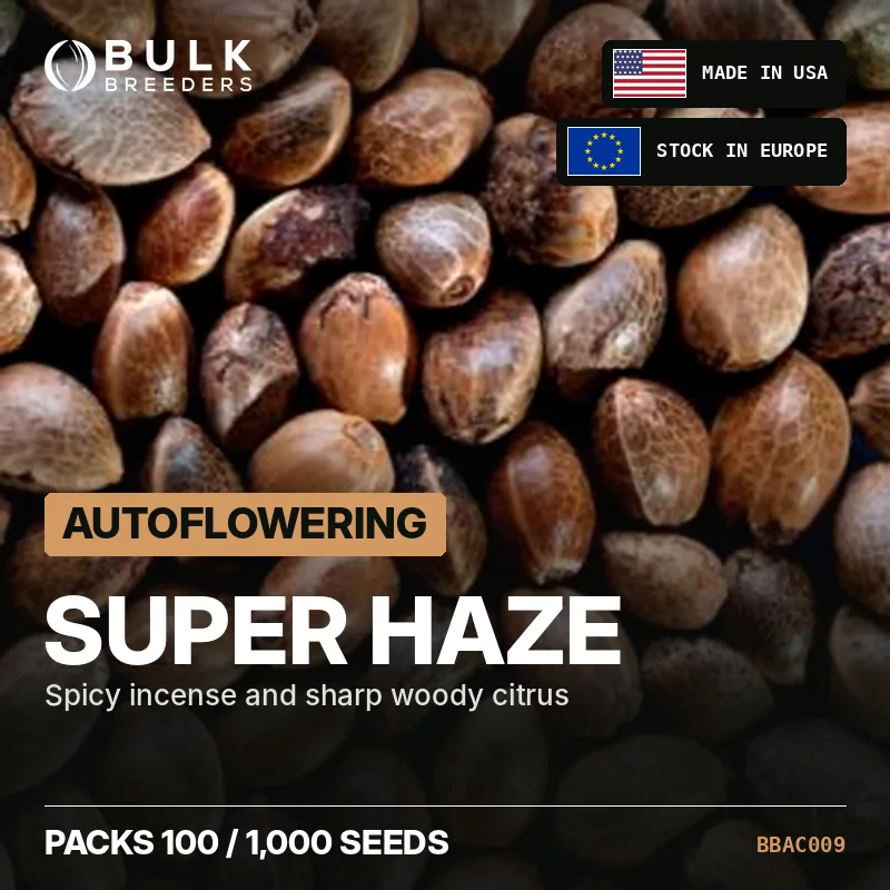 Semillas de cannabis autoflorecientes Super Haze, pack a granel
