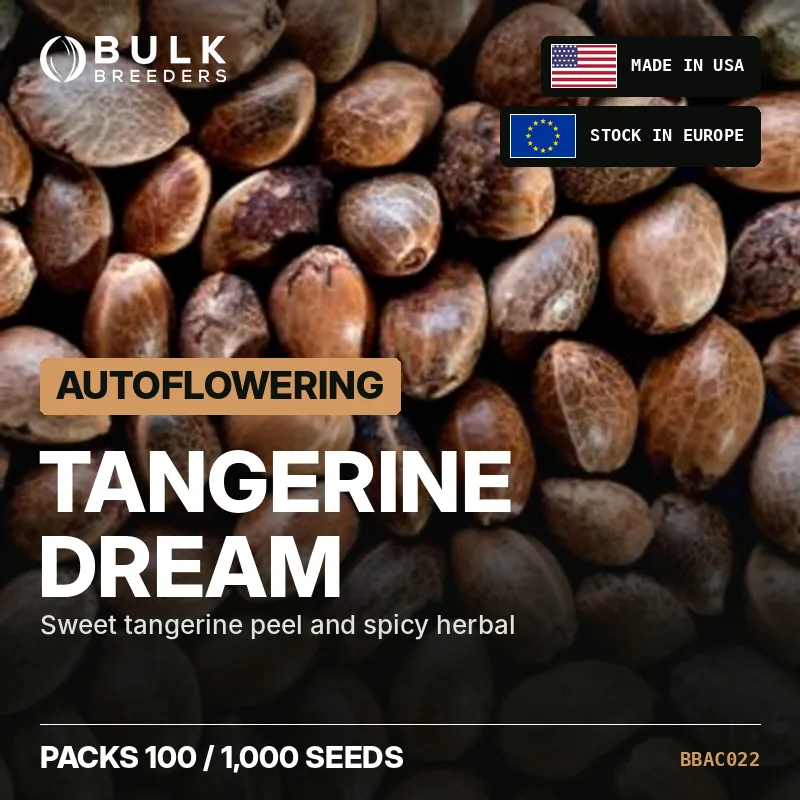 Semillas de cannabis autoflorecientes Tangerine Dream, pack a granel