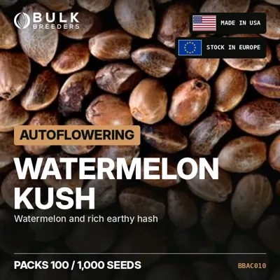 Watermelon Kush semillas de cannabis autoflorecientes a granel