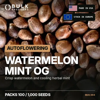 Watermelon Mint OG semillas de cannabis autoflorecientes a granel