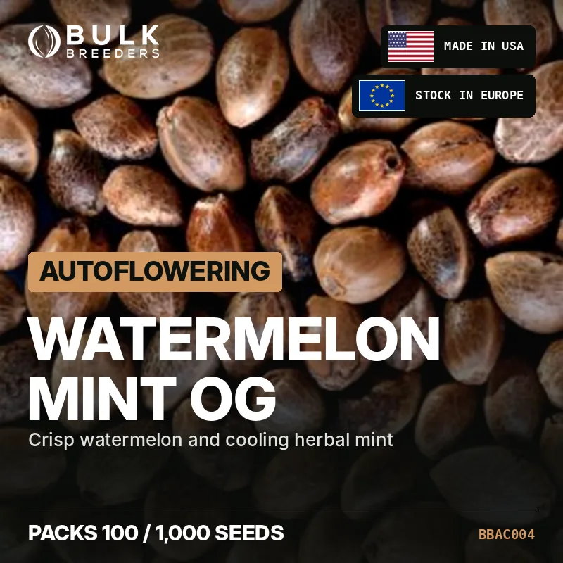 Semillas de cannabis autoflorecientes Watermelon Mint OG, pack a granel