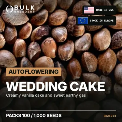 Wedding Cake autoflowering cannabis seeds in bulk