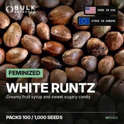White Runtz semillas de cannabis feminizadas a granel