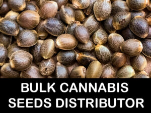 Bulk Cannabis Seeds Distributor Europe. Directly from the Breeders