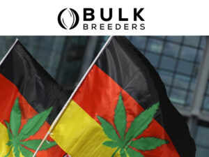 Cannabis Samen in Bulk kaufen: Der beste Wholesale-Verteiler in Deutschland – Großhandel B2B für Hanfsamen