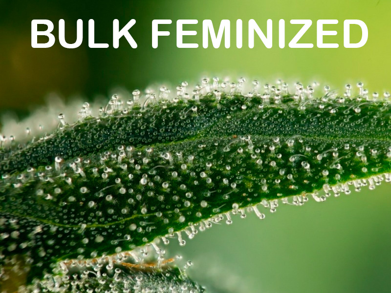 bulk feminized seeds