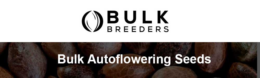 Bulk Autoflowering Seeds