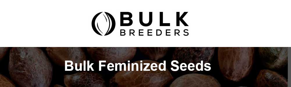 Bulk Feminized Seeds