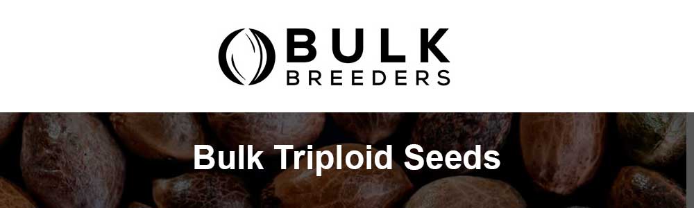 Bulk Triploid Seeds