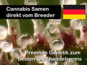 Cannabis Samen direkt vom Breeder kaufen – BULK BREEDERS® | Premium Genetik zum besten Großhandelspreis