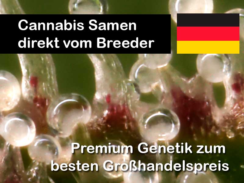 Premium Cannabis Samen direkt vom Breeder kaufen. Feminisierte, Autoflower & Triploid Genetik